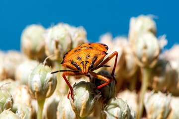 Makrofotografia kowala bezskrzydłego (Pentatoma rufipes) na tle kwiatostanu dzikiego kopru (Foeniculum vulgare) na Sardynii, ukazująca harmonię śr&oacute;dziemnomorskiej przyrody i szczeg&oacute;ły owada 