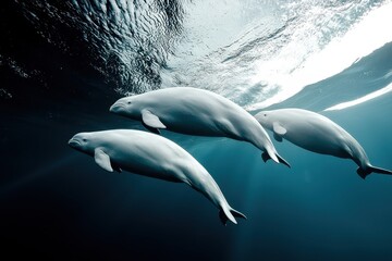 Fototapeta premium A pod of beluga whales swimming gracefully beneath the icy surface of the Arctic Ocean