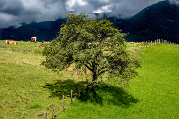 Samotna jabłoń na zielonej alpejskiej łące, otoczona pasącymi się krowami i majestatycznymi górami, odzwierciedlająca harmonię natury i wiejskiego życia w Tyrolu lub Szwajcarii © damian