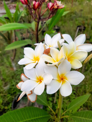 A wood rose plant has some beautiful flowers