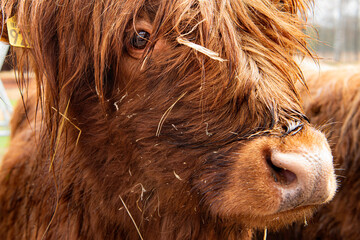 Portret wołu szkockiego (Bos taurus) o długiej sierści i imponujących rogach, na tle wiejskiego krajobrazu, odzwierciedlający surowość i harmonię życia na farmie w Szkocji lub Norwegii