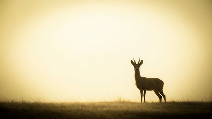 Naklejka premium Silhouetted deer in a tranquil meadow at sunrise nature photography serene environment eye-level viewpoint