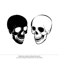 Human Skulls Anatomy Illustration - Transparent Head Skeleton Vector Art 2