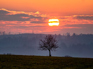 Kahler Obstbaum bei Sonnenuntergang im Winter