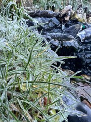 Winter vibes in the water garden 