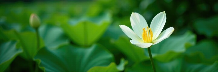 Obraz premium A single pure white lily flower on a bed of leaves, serene, nature scenery