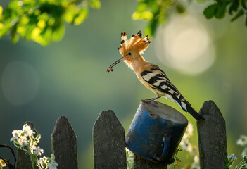 Eurasian hoopoe bird in early morning light ( Upupa epops )