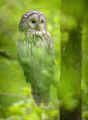 Ural owl ( Strix uralensis ) in spring forest