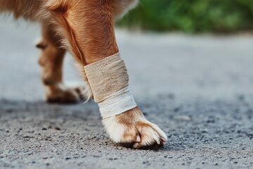 Injured dog with bandaged paw outdoor pathway animal photo urban environment close-up view compassionate care