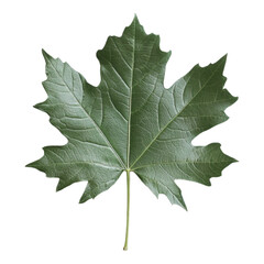 Single Dark Green Maple Leaf on White Background Nature Botany Ecology
