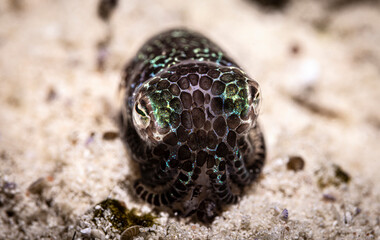 Bobtail squid, Awas, Malaysia