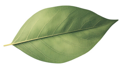 Obraz premium Vibrant avocado leaf with glossy texture, set against a soft neutral backdrop, highlighting its smooth edges and rich green color
