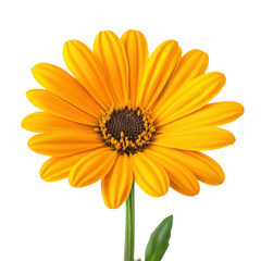 Vibrant Yellow Gerbera Daisy Flower Close Up Studio Shot on Black Background