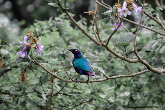Collour Bird 