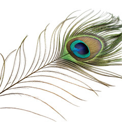 Fototapeta premium single peacock feather closeup on transparent background