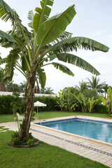 Tropical Banana Tree (Musa) Near a Swimming Pool, Creating a Relaxing Exotic Ambiance