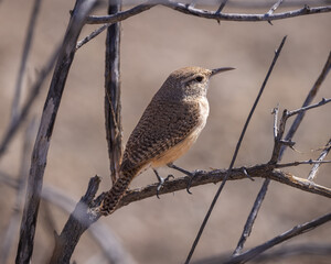 Rock Wren