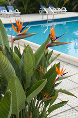 Exotic Bird of Paradise (Strelitzia reginae) Near a Pool, Featuring Iconic Orange and Blue Flowers
