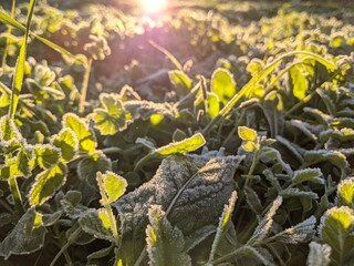A field of grass covered in frost