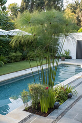 Egyptian Papyrus (Cyperus papyrus) Near a Pool, Creating a Luxurious Aquatic Ambiance