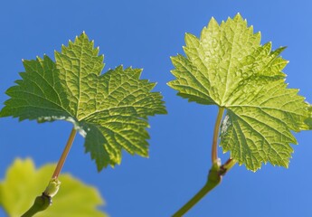 青空の下で新緑のブドウの葉が広がる春の景色