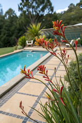 Kangaroo Paw (Anigozanthos flavida) Near a Pool, Featuring Unique and Vibrant Flowers
