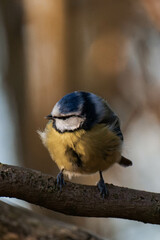 Eurasian blue tit (Cyanistes caeruleus) sitting on a tree branch