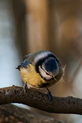 Eurasian blue tit (Cyanistes caeruleus) sitting on a tree branch