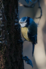 Eurasian blue tit (Cyanistes caeruleus) climbing a tree