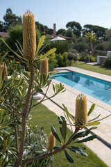 Protea (Banksia) Near a Pool, Adding a Wild and Unique Touch with Cone-Shaped Flowers