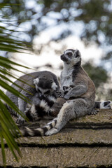 Lemurs interact and groom each other on a sunny day in a wildlife reserve