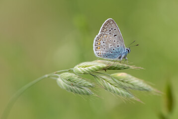 images of wild animals and insects. blue butterfly photos.