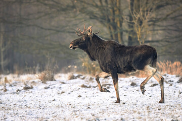 Eurasian moose