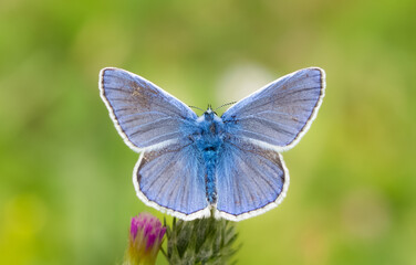 images of wild animals and insects. blue butterfly photos.