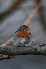 European robin (Erithacus rubecula) on a tree branch