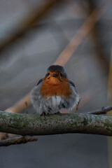 European robin (Erithacus rubecula) on a tree branch