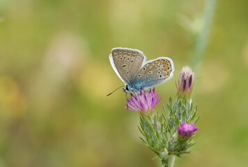 images of wild animals and insects. blue butterfly photos.