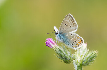 images of wild animals and insects. blue butterfly photos.