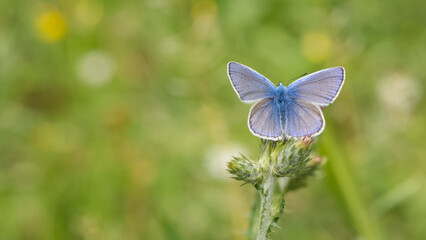 images of wild animals and insects. blue butterfly photos.