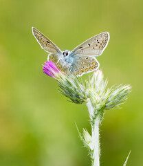 images of wild animals and insects. blue butterfly photos.
