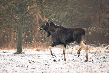 Eurasian moose