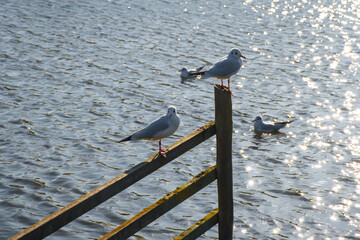 Seagulls resting on a fence.