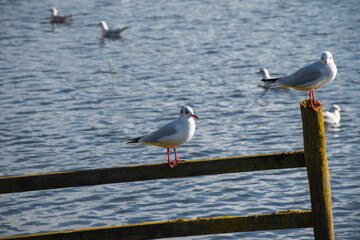 Seagull sitting on a fence post near a river.