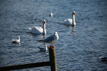 Seagull sitting on a fence post and White Swans on water. 