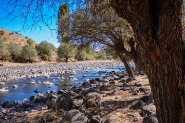 Scenic Riverside Adorned with Majestic Old Trees