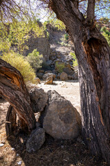 Two Ancient Trees with Stones Resting Between Them in Perfect Harmony