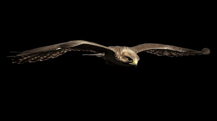 Swift Peregrine Falcon Diving Toward Prey