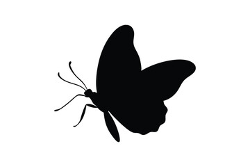 butterfly on a white background