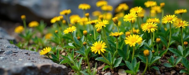 Obraz premium patch of yellow dandelions growing through cracks in rocky terrain, flowers, earth tones
