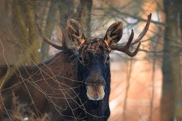 Eurasian moose